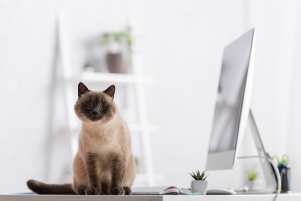 furry cat sitting on desk near blurred computer monitor and plant in home office - Photo, image