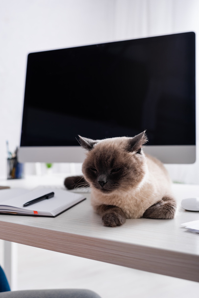 fluffy cat lying in desk near notebook and monitor with blank screen on blurred background - Fotografie, Obrázek