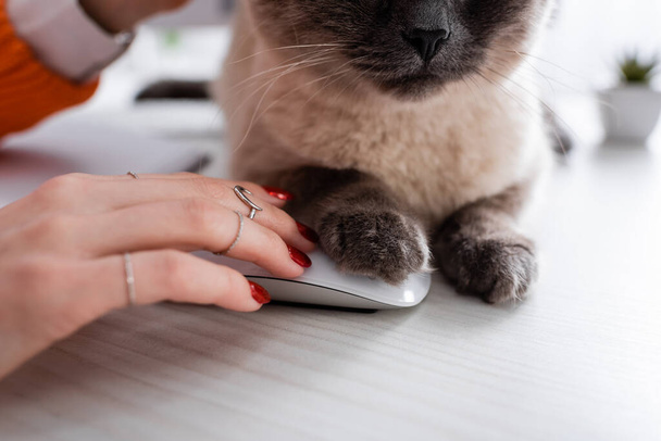 zblízka pohled na kočku na stole v blízkosti počítačové myši a oříznuté ženské ruce - Fotografie, Obrázek