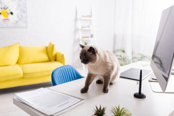 cat on desk near computer monitor, documents and yellow sofa on blurred background - Photo, Image