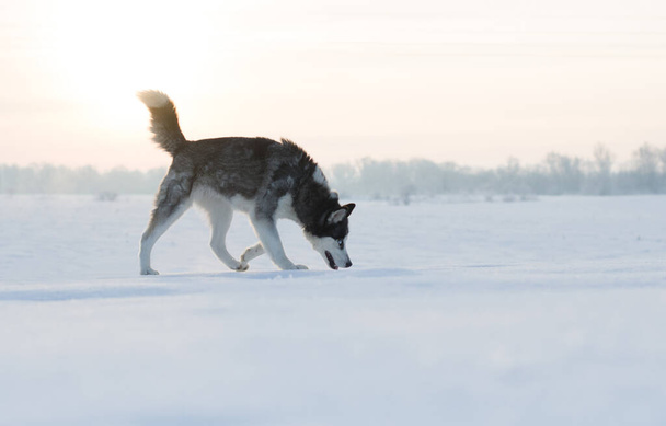 雪の中を歩くハスキー犬。犬の肖像画. - 写真・画像