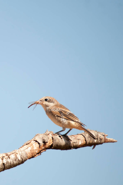 Lanius γερουσιαστής - Η κοινή shrike είναι ένα είδος των περαστικών πουλιών στην οικογένεια shrike. - Φωτογραφία, εικόνα