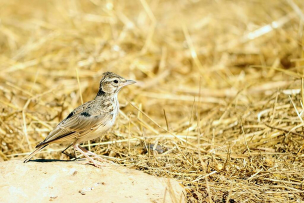 Alauda arvensis - The common lark is a passerine bird in the Alaudidae family. - Photo, Image