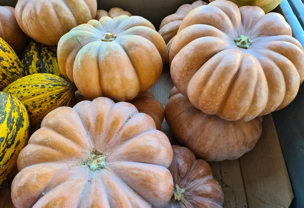 agricultural products, photos of various pumpkins. - Photo, Image