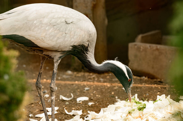 Portrait of a bird in the zoo, Anthropoides virgo bird, a locked bird in a cage, a small crane. - Photo, Image