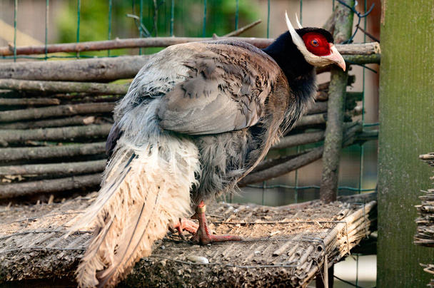 Faisão azul ouvido de perto, faisão em uma gaiola, ornitologia e zoológico, resistência espessa pássaro azul. - Foto, Imagem