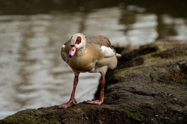 Duck at the local zoo near the pond, birds and migratory birds at the zoo. - 写真・画像