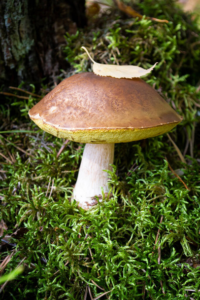 Porcini cep white mushroom king boletus pinophilus. Fungal mycelium in moss in a forest. Mushrooming harvesting season. Vertical image - Photo, Image
