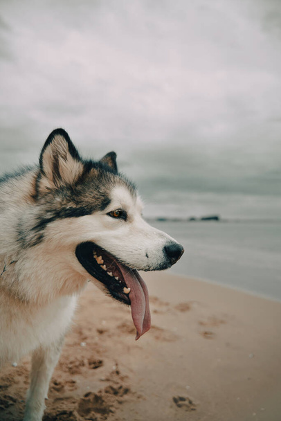 Velký aljašský malamutský pes na pláži. Šťastný čistokrevný pes s dlouhým jazykem - Fotografie, Obrázek