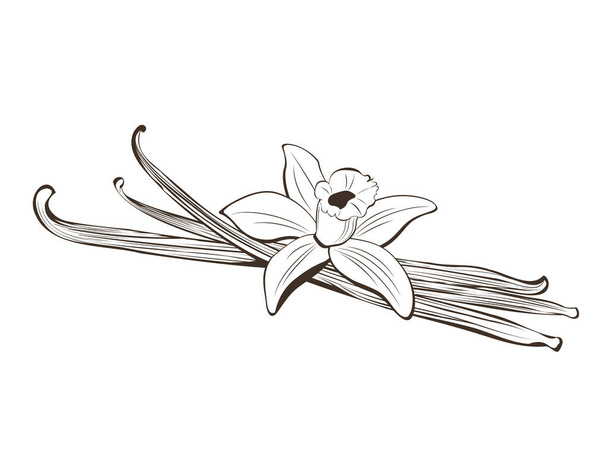 Hand drawn pods in and vanilla flower - Vector, Image