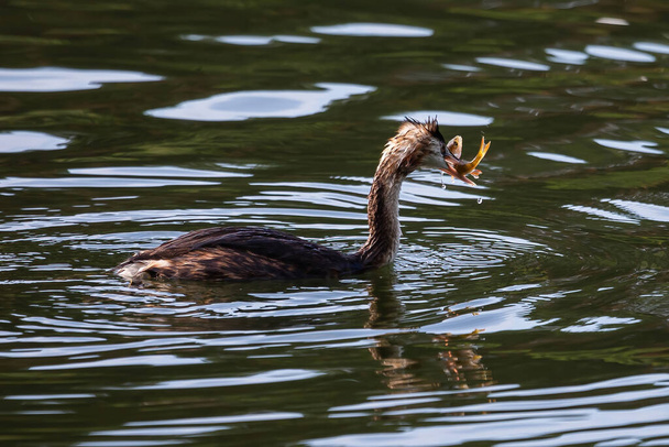 Great crested grebe (Podiceps cristatus) with its pray - common perch - Photo, Image