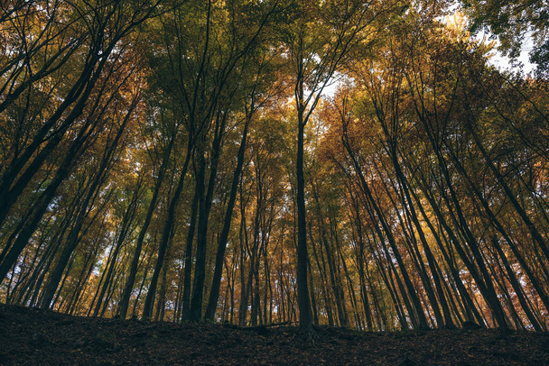 秋の森、紅葉、秋の自然。太陽の光で森。屋外で暖かい秋の日。ハンガリーのバコニー - 写真・画像