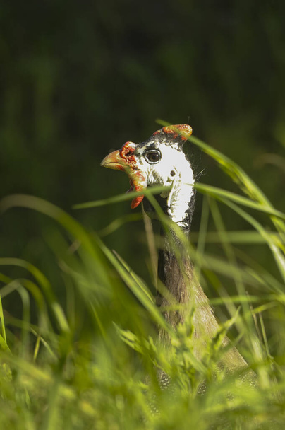 Numida meleagris - Гвинейская птица, вид галлиформной птицы семейства Numididae. - Фото, изображение