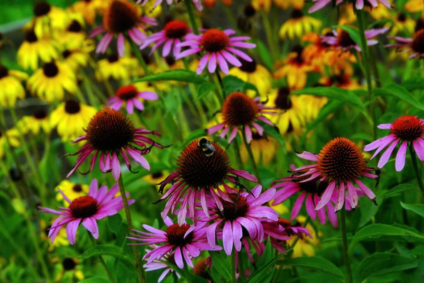 trzmiele zbierają pyłki na kwiatach w ogrodzie, latem - Zdjęcie, obraz