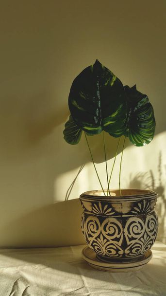 Decoração de casa com um vaso de barro branco e planta verde. Sala de estar decoração. estilo, design. Foto de alta qualidade - Foto, Imagem