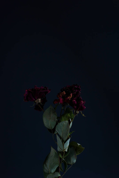 dry red roses minimalistic autumn still life on dark background. - Φωτογραφία, εικόνα