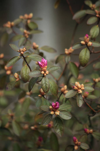The beginning of flowering of pink rhododendron. Spring flowers. - Photo, Image
