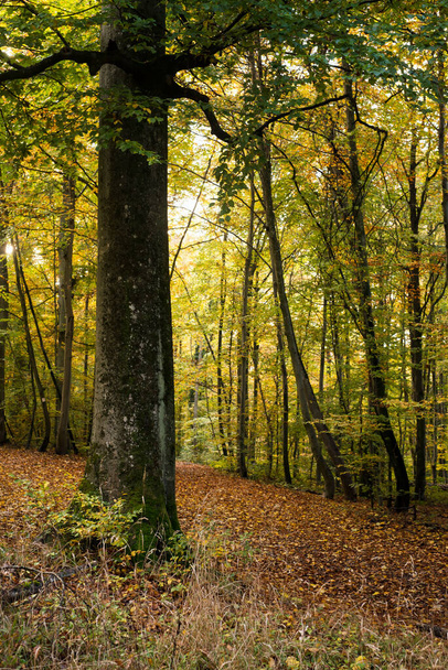 View of beautiful trees in autumnal forest - Foto, afbeelding