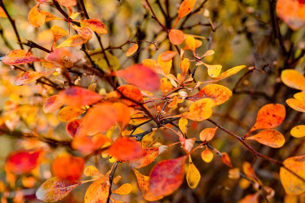 Rote Schlingpflanze im Herbst am Zaun - Foto, Bild