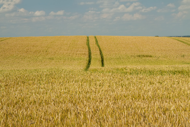 trail through the wheat field - Photo, Image