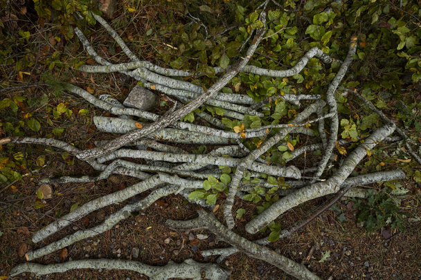 Несколько рубок, чтобы сделать дрова, во влажной и осенней почве лесов природного парка Монкайо, провинция Сарагоса, Арагон, Испания - Фото, изображение