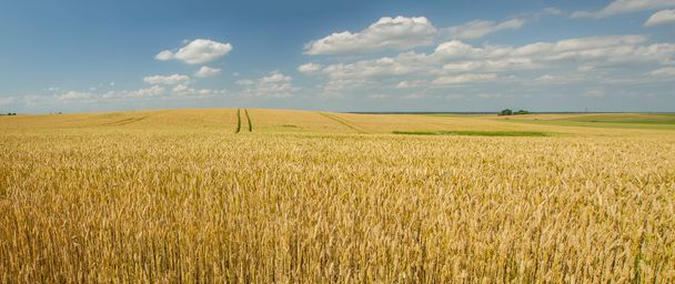 campo di grano panorama
 - Foto, immagini
