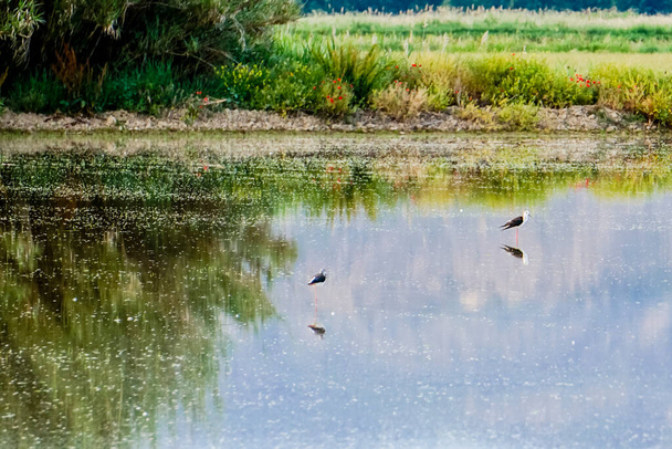 laguna rodeada de vegetación con aves acuáticas - Foto, imagen
