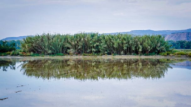 λιμνοθάλασσα που περιβάλλεται από βλάστηση με υδρόβια πτηνά - Φωτογραφία, εικόνα