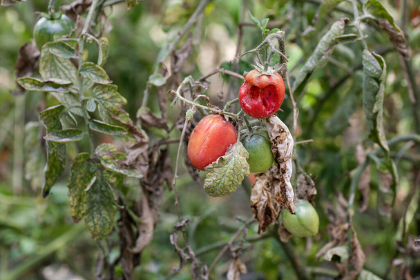 Doenças fúngicas de tomates A miséria tardia é uma das doenças mais perigosas - Foto, Imagem