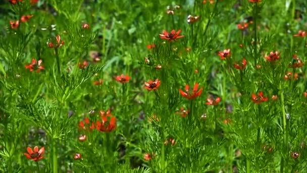 夏のキジ目植物またはAdonis estivalis - 映像、動画