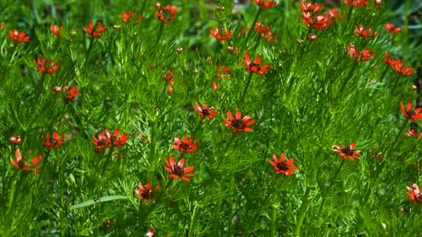 Літня рослина для очей фазанів або Адоніс aestivalis
 - Кадри, відео