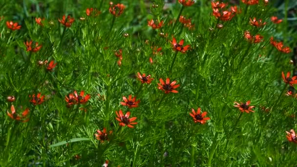 Planta de faisán de verano o Adonis aestivalis - Metraje, vídeo