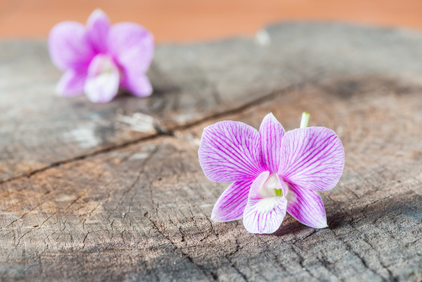 purple orchid - Foto, Imagem
