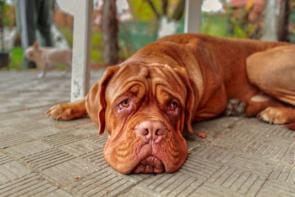 Portrait French mastiff  looking at camera outdoors. 11 month old Dogue de Bordeaux (French Mastiff). - Photo, Image