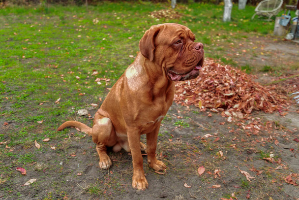 Portrét francouzského mastifa při pohledu na kameru venku. 11 měsíců Dogue de Bordeaux (Francouzský mastif). - Fotografie, Obrázek