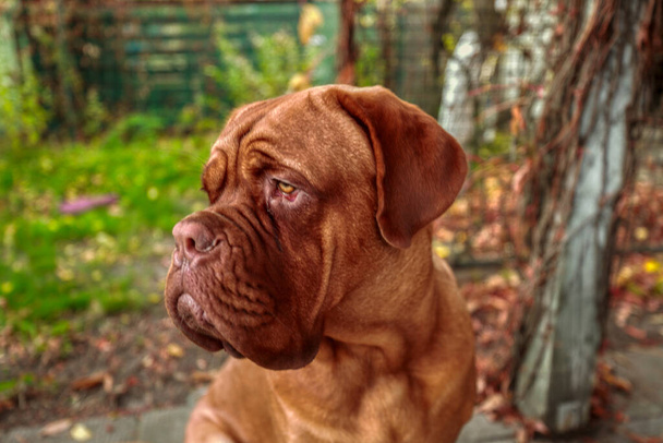 Portrait French mastiff  looking at camera outdoors. 11 month old Dogue de Bordeaux (French Mastiff). - Photo, Image