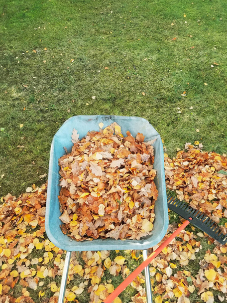 乾燥した葉でいっぱいのウィールバロー。葉から芝生を掃除する。スペースのコピー - 写真・画像