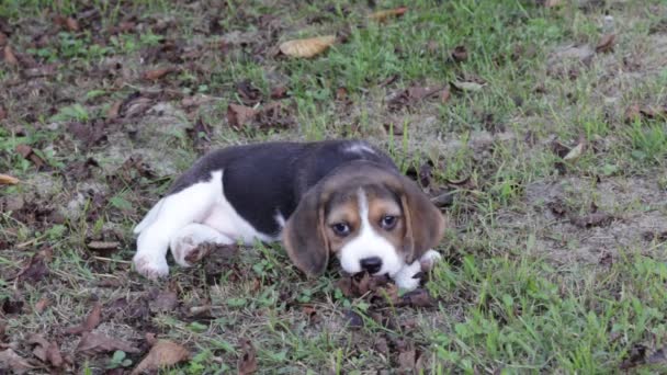 beagle pup - Video