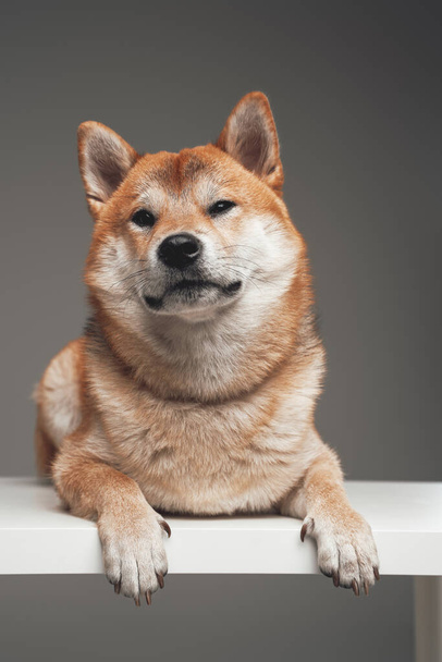 Shiba inu doggy lying on white table against gray background - Foto, Imagen