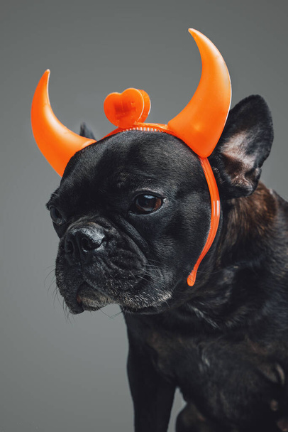 Miniatuur bulldog demon met oranje hoorns tegen grijze achtergrond - Foto, afbeelding