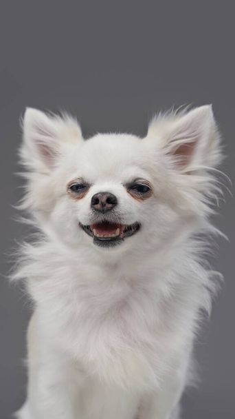 Cheerful fluffy doggy with pure white fur looking at camera - Fotografie, Obrázek