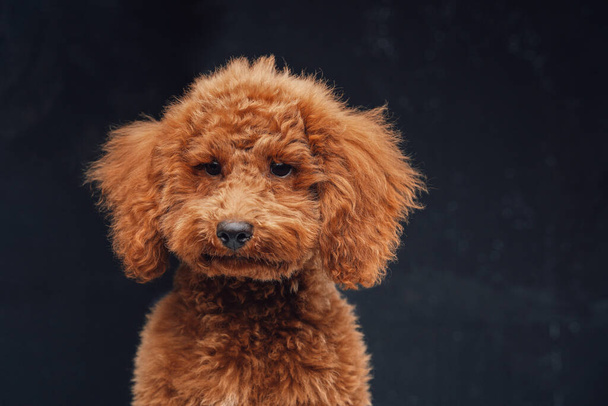 Cute miniature poodle with peach fur against dark background - Foto, imagen