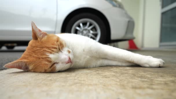 Okinawa, Japán - Október 30, 2021: Közelkép egy macska szunyókál az úton - Felvétel, videó