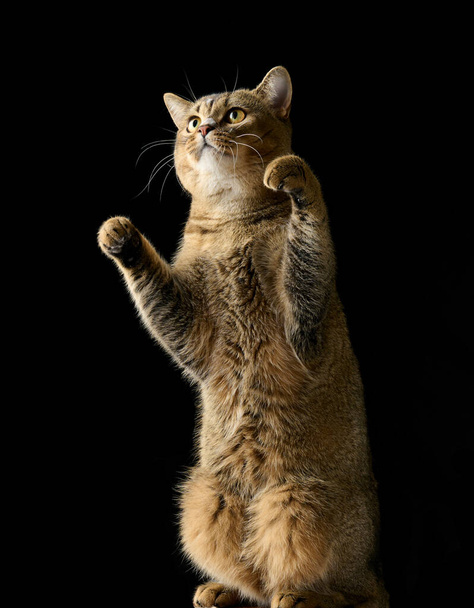 un chat gris adulte écossais chinchilla droit se tient sur ses pattes arrière. Fond noir - Photo, image