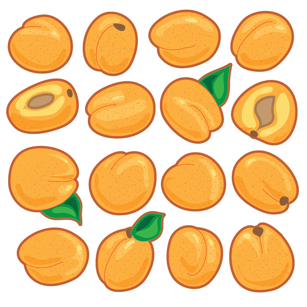 Aprikosensatz - Vektor, Bild