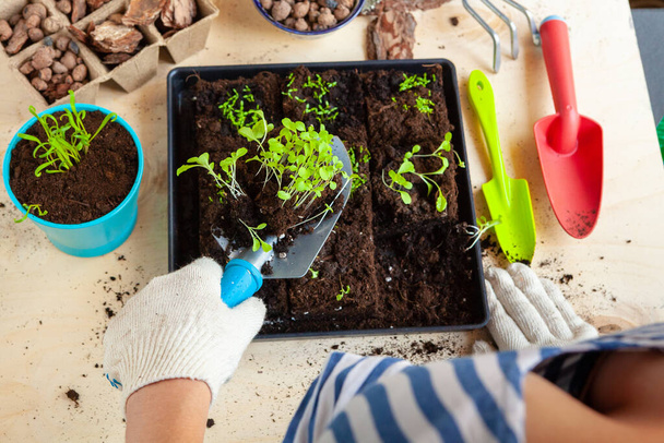 Womans hands planting sprouts in pot with dirt or soil in container - Foto, afbeelding