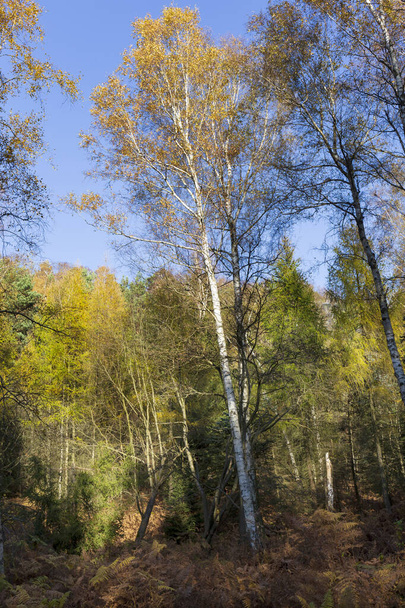 Prachtige herfst Natuur en landschap in de zandsteenbergen in het noorden van Bohemen, Elbe zandsteen, beschermd natuurgebied, Tsjechië - Foto, afbeelding