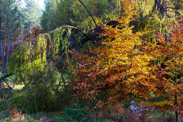 美しい秋北ボヘミアの砂岩山脈の自然と景観、エルベ砂岩、保護された風景区、チェコ共和国 - 写真・画像