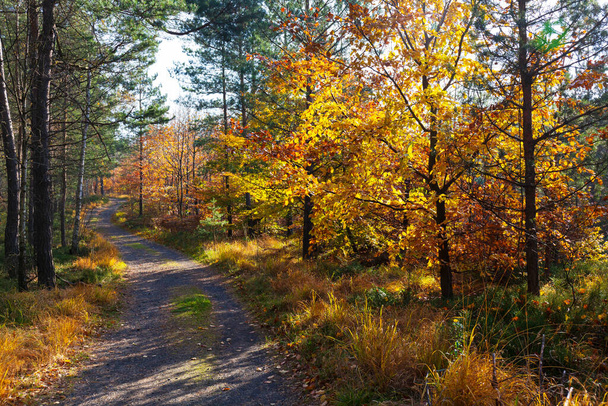 Gyönyörű ősz Természet és táj a homokkő-hegység Észak-Csehországban, Elba homokkő, védett táj terület, Cseh Köztársaság - Fotó, kép