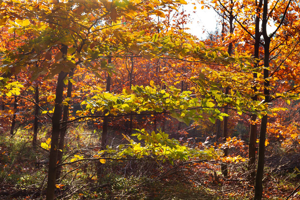 Krásný podzim Příroda a krajina v pískovcových horách na severu Čech, Labský pískovec, chráněná krajinná oblast, Česká republika - Fotografie, Obrázek